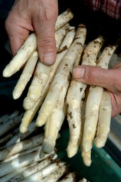 Asperges